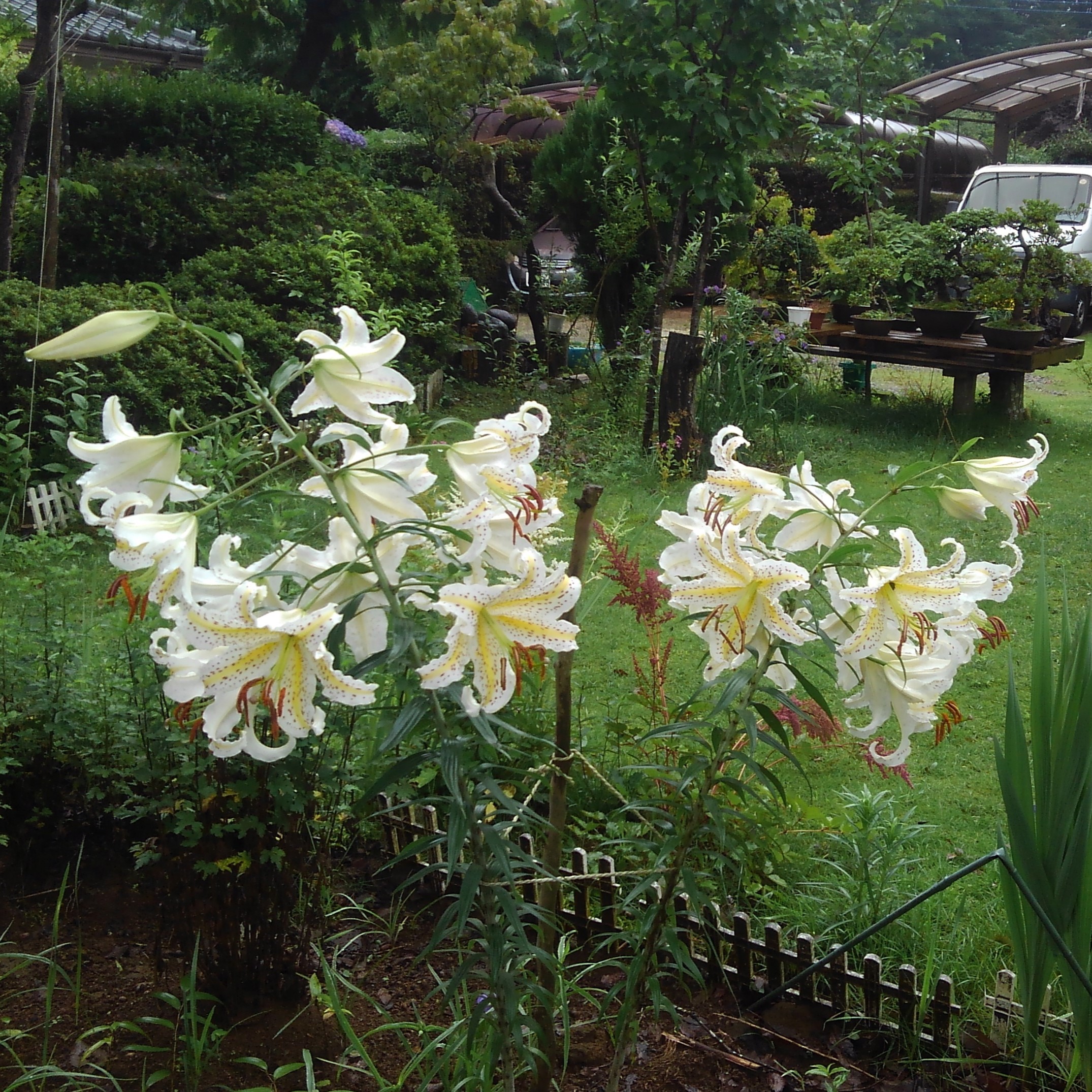 山百合の花