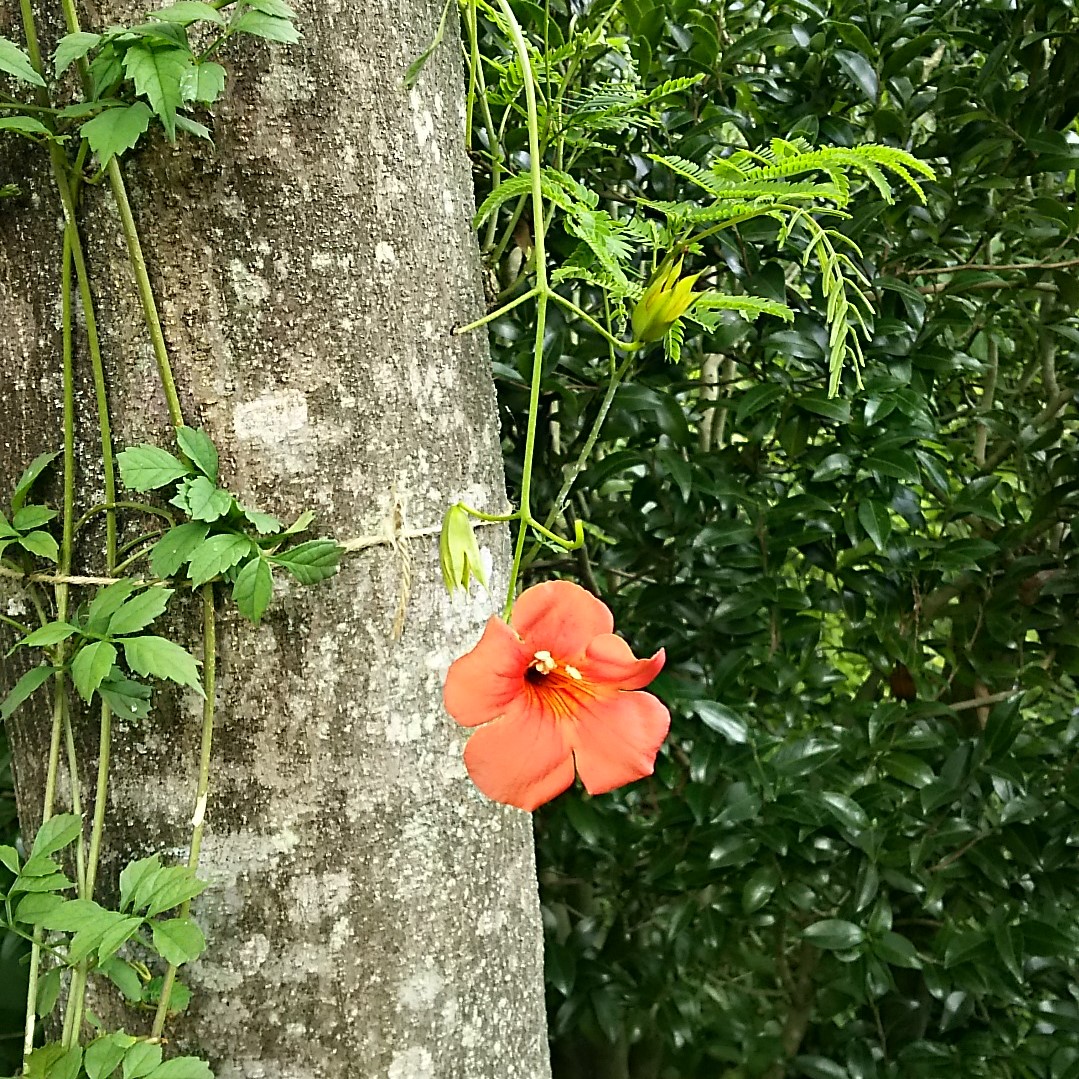 ノウゼンカズラ