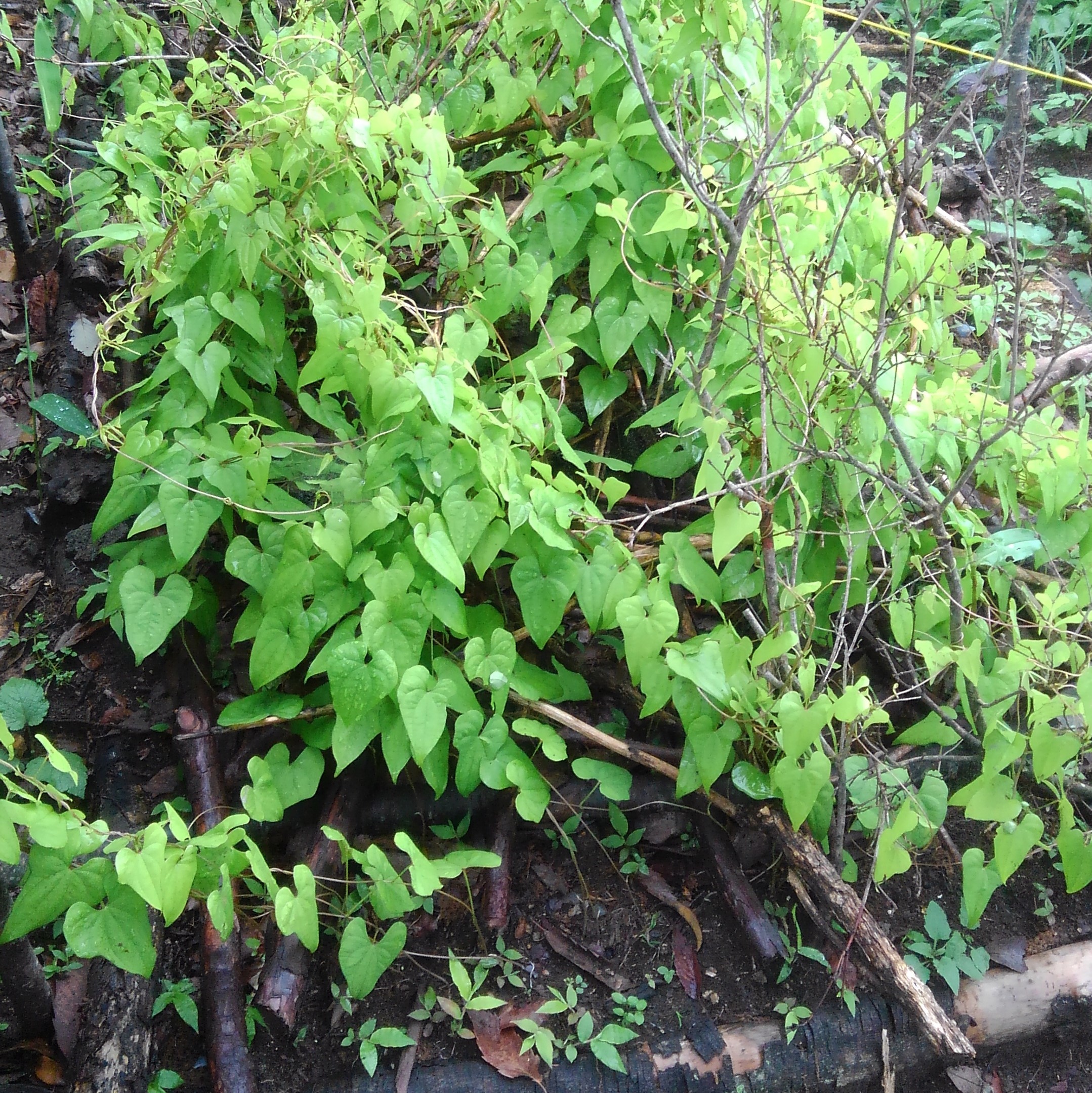 自然薯のむかごから種芋作り